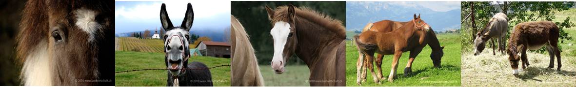 Bilderserie Einfuhr Pferde